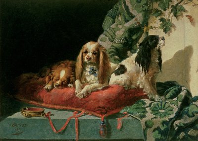 King Charles Spaniels von Vincent de Vos